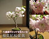 八重桜盆栽　　楊貴妃桜　　　とても　美しい　八重咲きの　サクラが　自宅で　手頃に楽しめちゃいます